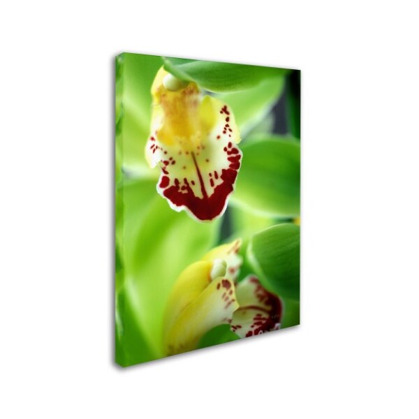 Kathy Yates 'Cymbidium Seafoam Emerald Orchid' Canvas Art,14x19